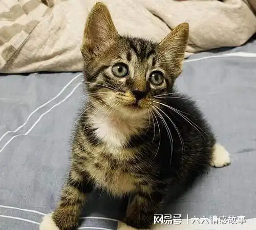 这几种猫咪,忠诚到一生只认一个主人,养到即赚到