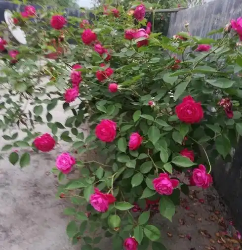 未来15天,紫气萦绕,财运十分丰厚,4属相横财大旺,生活无忧