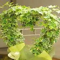 微信常春藤头像高清常春藤花朵图片大全