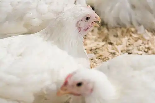 属鸡人婚配查询找对了幸福无忧,找错了劳苦一生