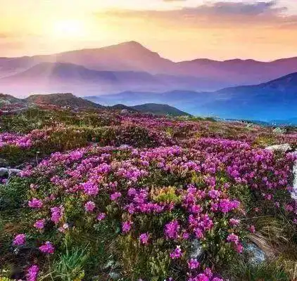 送你6花6蝶6鸟6景6诗,太美太漂亮了