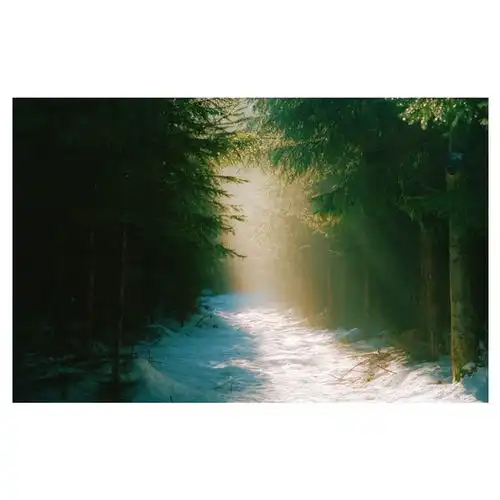 德国摄影师florianhasubick镜头下的森林之光,灵魂洗礼