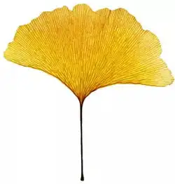 如果你不能来经贸赏银杏,这些美图足够饱你眼福