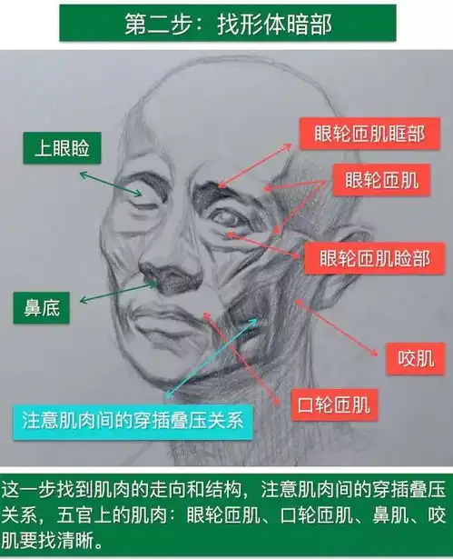 素描头像人体肌肉解剖