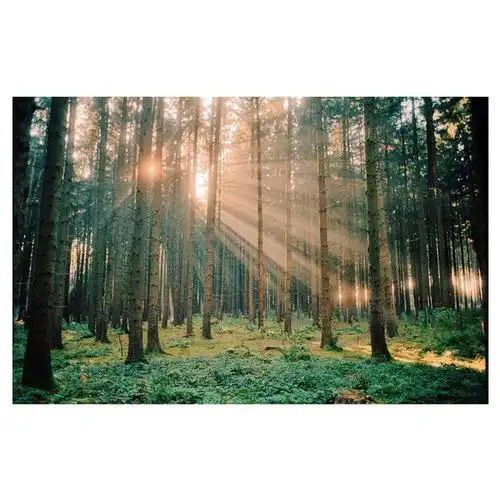 德国摄影师florianhasubick镜头下的森林之光,灵魂洗礼