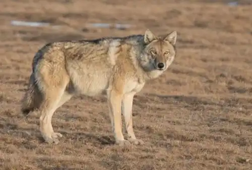 进了西藏500里无人区,千万不能在野外小便,后果人类或难以承受