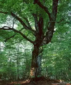 我是一棵蒲公英