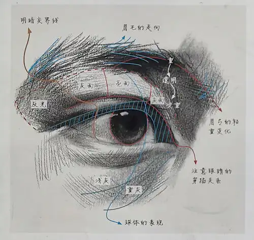 美术生艺考必不可少的知识人物头像骨骼肌肉及五官分析