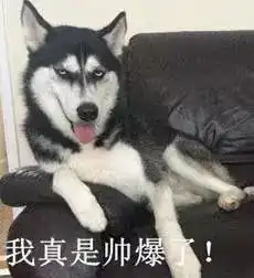 哈士奇柯基狗界自由恋爱的结果不忍直视...