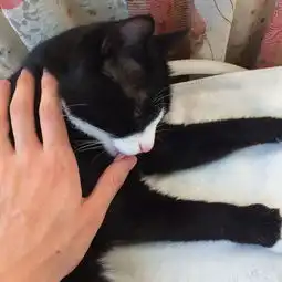 中华田园猫的颜值有多高